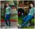 Fehr Trade Rouleur Leggings Downloadable Pattern 402